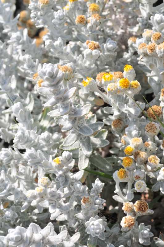 Achillea maritima / Santolina delle spiagge